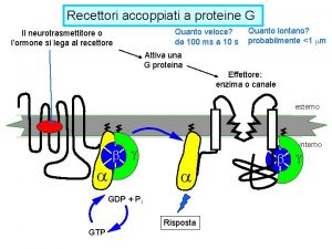 Recettori accoppiati a proteine G Il neurotrasmettitore o
