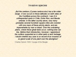 Invasive species But the cardoon Cynara cardunculus has