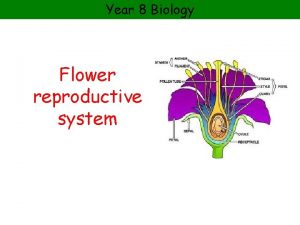 Year 8 Biology Flower reproductive system Year 8
