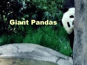 Giant Pandas Where To Find Giant Pandas Habitat