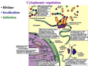 Cytoplasmic regulation lifetime localization initiation Posttranscriptional regulation m