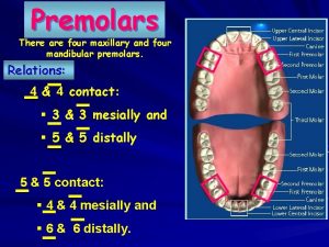 Premolars There are four maxillary and four mandibular