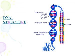DNA STRUCTURE DNA Deoxyribonucleic acid DNA is a