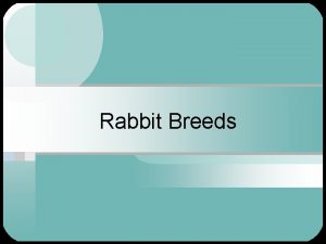 Rabbit Breeds American Chinchilla Great for Meat Very