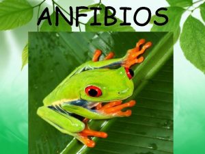 ANFIBIOS Los anfibios son seres vivos que habitan