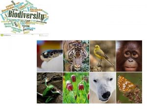 Biodiversity Biodiversity The variety of Earths species the