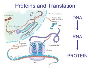 Proteins and Translation DNA RNA PROTEIN Proteins polymers