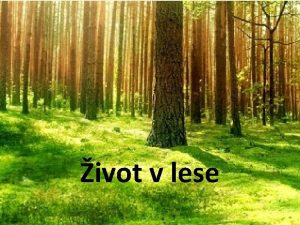 ivot v lese Tma tda ivot v lese