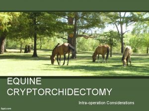 EQUINE CRYPTORCHIDECTOMY Intraoperation Considerations INGUINAL PARAINGUINAL SURGICAL APPROACH