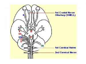 Cranial Nerves 12 pairs PNS You must know