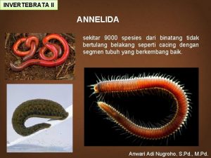 INVERTEBRATA II ANNELIDA sekitar 9000 spesies dari binatang