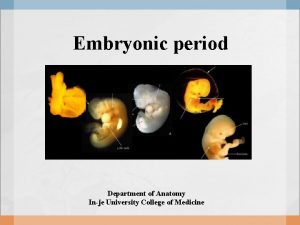 Embryonic period Department of Anatomy Inje University College