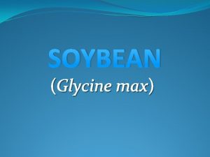 SOYBEAN Glycine max Kingdom Plantae unranked Angiosperms Order