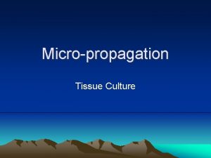 Micropropagation Tissue Culture Micropropagation Ability to establish and