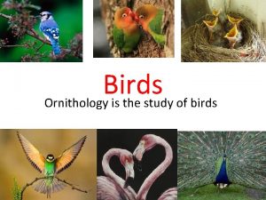 Birds Ornithology is the study of birds In