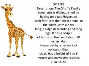 GIRAFFE Description The Giraffe Family ruminants is distinguished