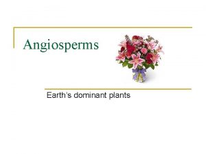 Angiosperms Earths dominant plants Angiosperm Characteristics n Vascular