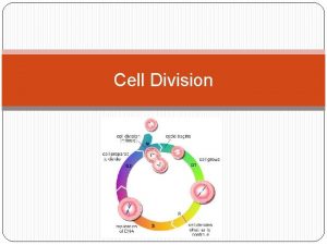 Cell Division Why do cells divide 1 So