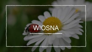 WIOSNA Wiosna kalendarzowa zwykle przychodzi pniej ni ta