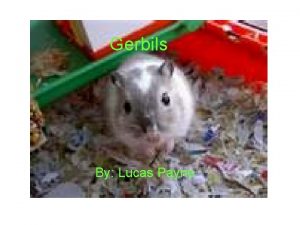 Gerbils By Lucas Payne Table of Contents All