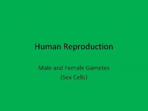 Human Reproduction Male and Female Gametes Sex Cells