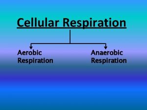 Cellular Respiration Aerobic Respiration Anaerobic Respiration Cellular Respiration