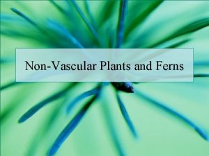 NonVascular Plants and Ferns Evolution of Land Plants