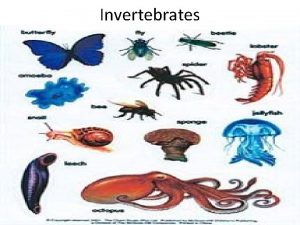 Invertebrates 6 major Invertebrate Phyla Porifera sponges Cnidariasea