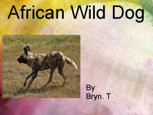 African Wild Dog By Bryn T Appearance I