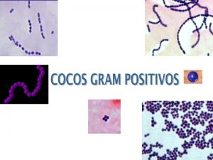 COCOS GRAM POSITIVOS GNEROS DE IMPORTANCIA CLNICA GNERO