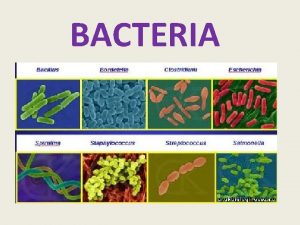 BACTERIA Bacteria Cells are prokaryotic and amongst the