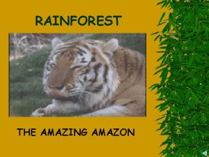 RAINFOREST THE AMAZING AMAZON What is a rainforest