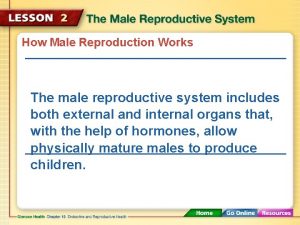How Male Reproduction Works The male reproductive system