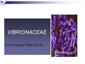 VIBRIONACEAE Prof Dr Gknur TERZ GLEL Vibrinacae Gram