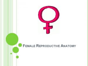 FEMALE REPRODUCTIVE ANATOMY The reproductive organs found outside