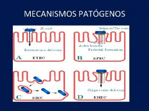 MECANISMOS PATGENOS Vibrio cholerae Shigella Escherichia coli Salmonella