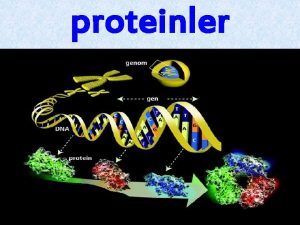 proteinler Organik bileiklerin byk bir grubu protein moleklleridir