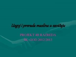 Uzgoj i prerada maslina u zaviaju PROJEKT 4