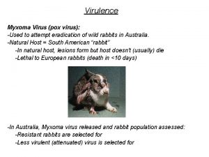 Virulence Myxoma Virus pox virus Used to attempt
