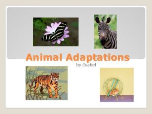 Animal Adaptations by Isabel Intro Adaptations are traits