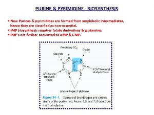 PURINE PYRIMIDINE BIOSYNTHESIS New Purines pyrimidines are formed