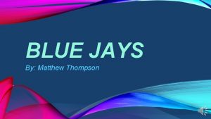 BLUE JAYS By Matthew Thompson WHAT IS A