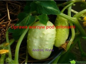 Uprawa warzyw pod osonami Andrzej Wyka Przygotowujemy notatk