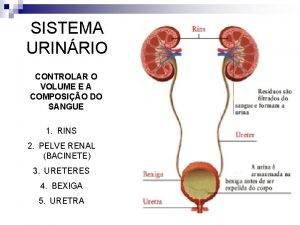 SISTEMA URINRIO CONTROLAR O VOLUME E A COMPOSIO