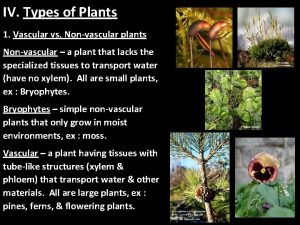 IV Types of Plants 1 Vascular vs Nonvascular