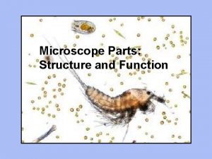 Microscope Parts Structure and Function Body Tube The