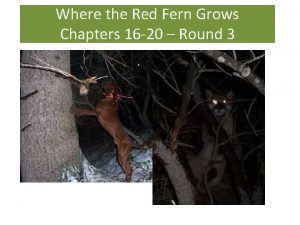 Where the Red Fern Grows Chapters 16 20