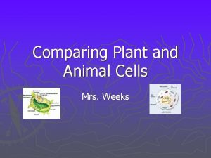 Comparing Plant and Animal Cells Mrs Weeks What