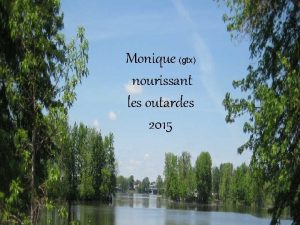 Monique gtx nourissant les outardes 2015 Les bernaches