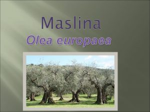 Maslina Olea europaea U tafiliu se nalazi najstarija